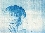 Cyanotype flower